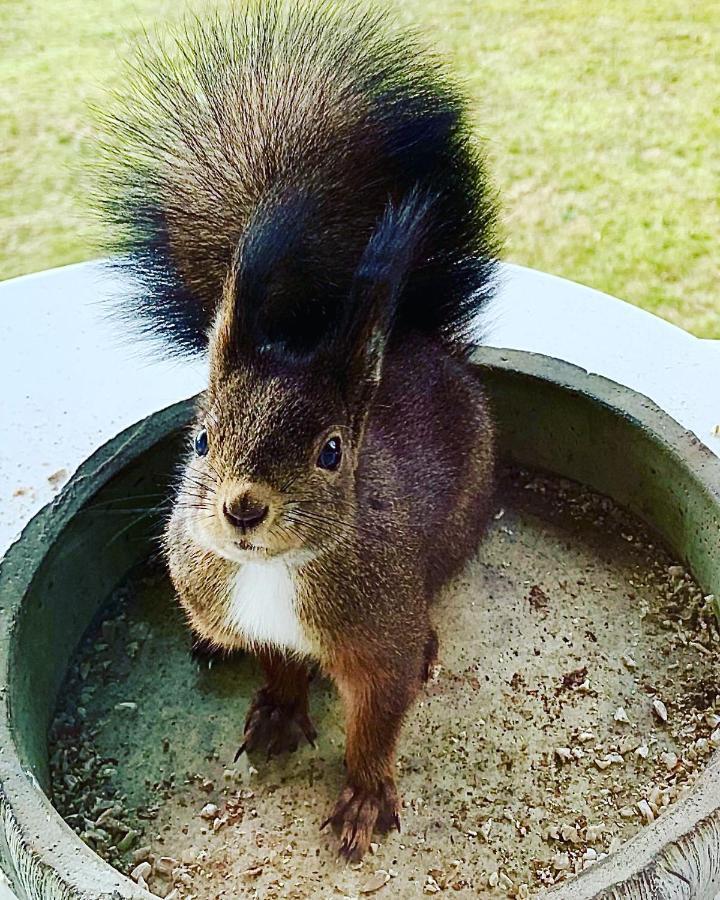 Fewo Fuchs Saig Lenzkirch Esterno foto
